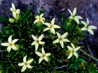 Alpine Stackhousia
