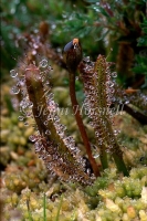 Alpine Sundew