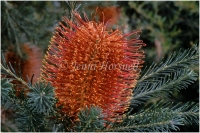 Banksia
