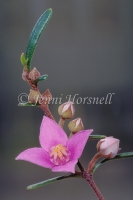 Boronia