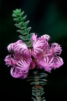 Claw Flower