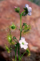 Common Sundew