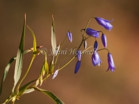 Dianella