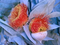 Eucalyptus macrocarpa