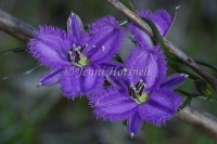 Fringe Lilies