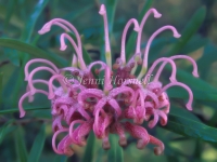 Grevillea