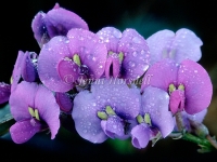 Hardenbergia
