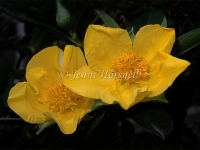 Hibbertia scandens