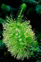 Melaleuca