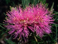 Melaleuca 2