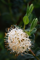 Pimelea