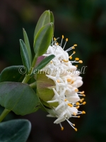 Pimelea 3539