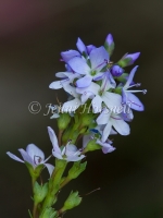 Speedwell 3751