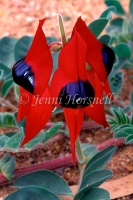 Sturts Desert Pea
