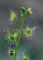 Sundew 0427