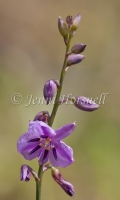 Vanilla Lily 4224