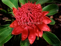 Waratah