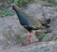 Black-tailed Native-Hen - Gallinula ventralis