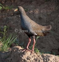 Black-tailed Native-Hen - Gallinula ventralis 5557