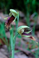 Bearded Orchid