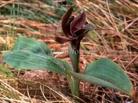 Bird Orchid