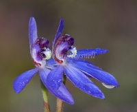 Caladenia 812