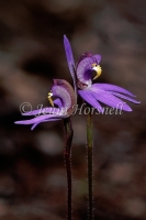 Caladenia sp