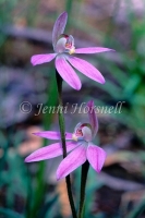Caladenia sp 2