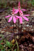 Caladenia sp 3