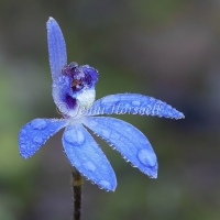 Caladenia sp 4