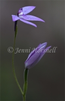 Cockatoo Orchid 4227