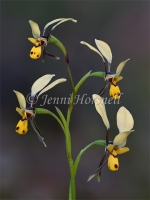 Diuris sp