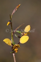 Diuris sp 0856