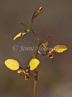 Diuris sp 864