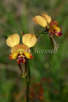 Diuris sp 9137