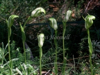 Greenhoods