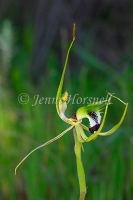 King Spider Orchid 2