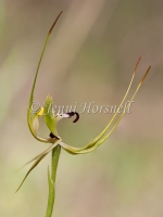 King Spider Orchid 4199