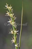 Leek Orchid 4187