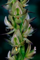 Leek Orchid detail