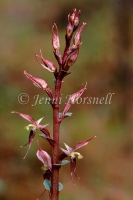 Mosquite Orchid