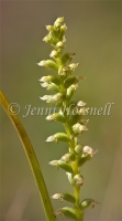 Onion Orchid 4210