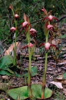 Redbeaks