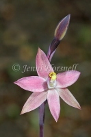 Sun Orchid