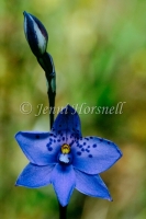 Sun Orchid 2