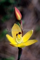 Sun Orchid 3