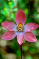 Sun Orchid 4