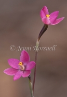 Sun Orchid 4239