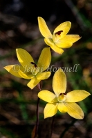 Sun Orchids