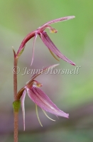 Tongue Orchid 7982